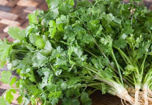 Rau mùi nhỏ nhưng cực tốt nếu bạn ăn đúng cách