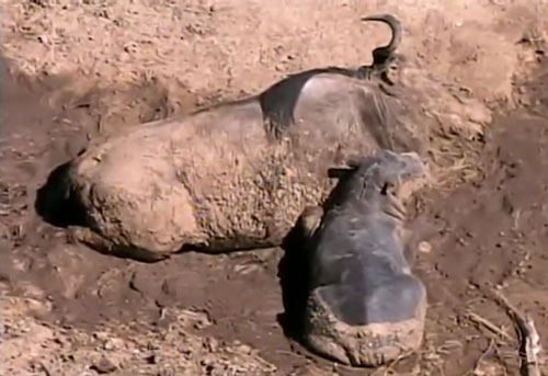 CLIP: Hà mã con "nhận" linh dương mắc lầy là mẹ và cái kết đau lòng