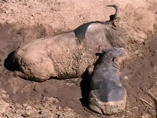 CLIP: Hà mã con "nhận" linh dương mắc lầy là mẹ và cái kết đau lòng