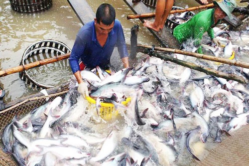 Giá giảm khiến người nuôi cá tra gặp khó khăn