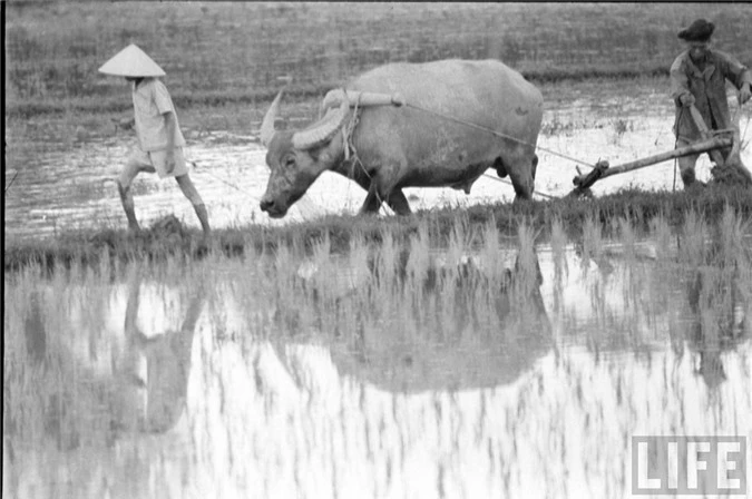 Cuoc song o Hue nam 1961 qua anh doc cua tap chi Life-Hinh-7