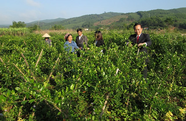 Tiên Yên sẽ chú trọng kết nối mở rộng thị trường cho cây dược liệu