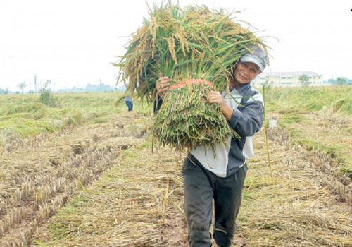 Thái Bình: Sản xuất an toàn, nâng cao giá trị lúa nếp làng Keo