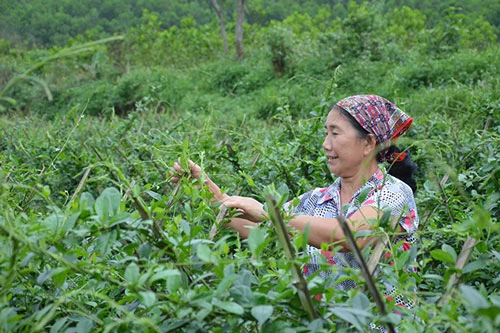 Tiên Yên đang chú trọng phát triển mô hình cây dược liệu