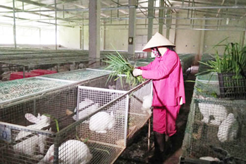 Lào Cai: Liên kết nuôi thỏ công nghệ cao