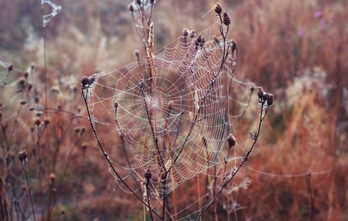 Khám phá nguyên tắc kỳ diệu của lưới nhện