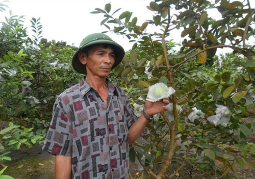 Hải Dương: Phát huy thế mạnh từ mô hình trồng ổi an toàn