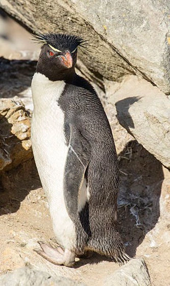 Chim cánh cụt Rockhopper là một trong những loài chim cánh cụt nhỏ nhất thế giới với trọng lượng khoảng 2,3kg - 2,7kg, cao khoảng 50cm khi trưởng thành, con đực lớn hơn so với con cái. Ảnh: wikipedia.