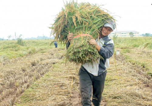 Lúa nếp bể truyền thống đang cho hiệu quả cao