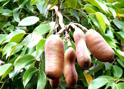 Cây trồng chục năm mới ra quả, tốt cho “chuyện ấy” ai ai cũng thích