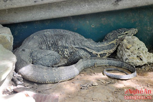 Tận mục kỳ đà hoang dã ở Vườn quốc gia Pù Mát