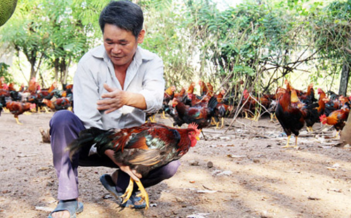 Đồng Nai: Nuôi gà trống thiến bán Tết, lãi 80 triệu/lứa