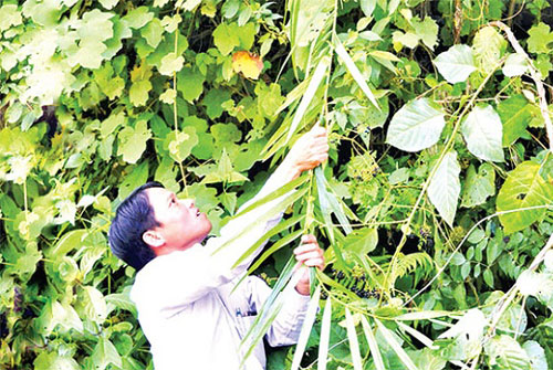 Quảng Trị: Phát triển mô hình giảm nghèo bền vững cho đồng bào dân tộc vùng biên giới