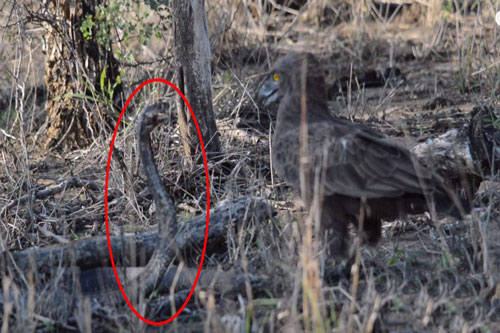 Rợn người trước cảnh đại chiến giữa rắn hổ mang và đại bàng săn rắn