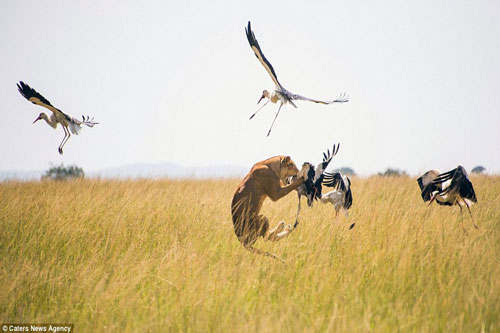 Sư tử tung tuyệt kỹ phi thân bắt chim hạc trên không