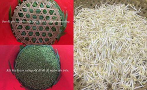 Cách làm giá đỗ chỉ bằng xô nhựa cực đơn giản, giá lại 'mập ú ụ'