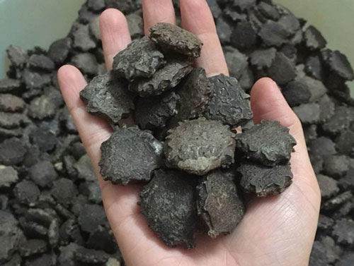 Loại hạt người Việt thường bỏ đi, ai ngờ là “tiên dược” đắt tiền