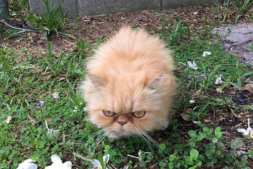 Nỗi lòng chú mèo vô gia cư ghét tất cả mọi thứ