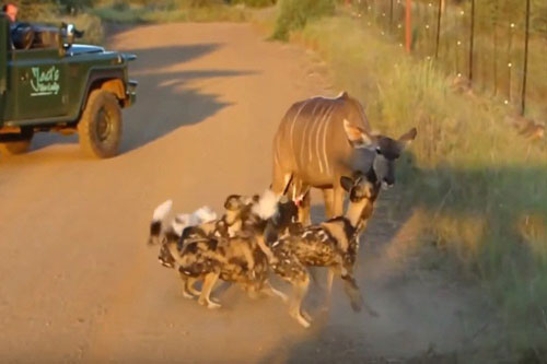 Tàn khốc cảnh chó hoang xẻ thịt linh dương trên đường