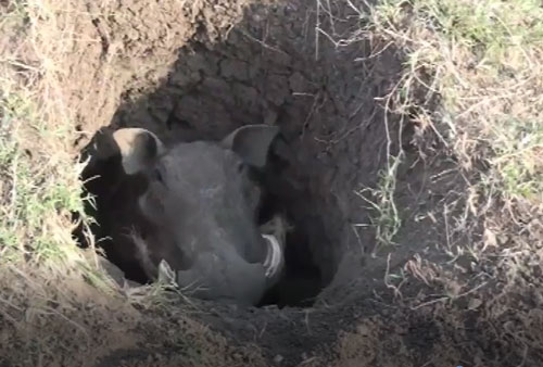 CLIP: Rình rập lợn bướu cả buổi, báo đốm vẫn phải nhịn đói