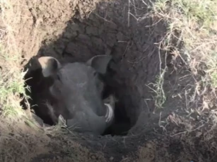 CLIP: Rình rập lợn bướu cả buổi, báo đốm vẫn phải nhịn đói