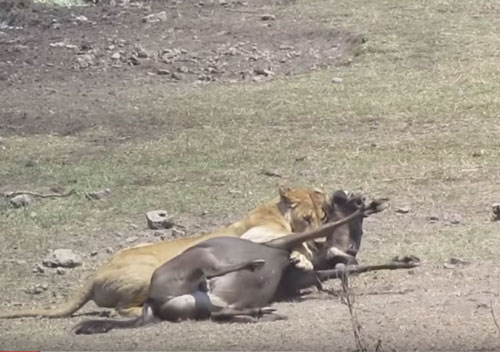 CLIP: Sư tử đoạt mạng linh dương trong "một nốt nhạc"