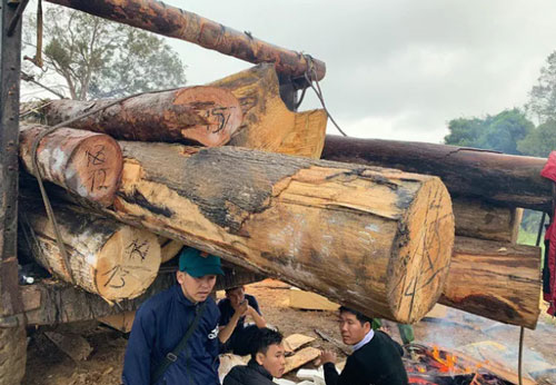 Lại phát hiện phá rừng quy mô lớn ở Đăk Lăk