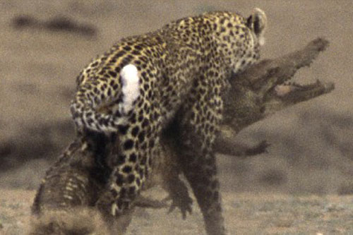 Cá sấu chết thảm trước nanh vuốt của báo hoa mai