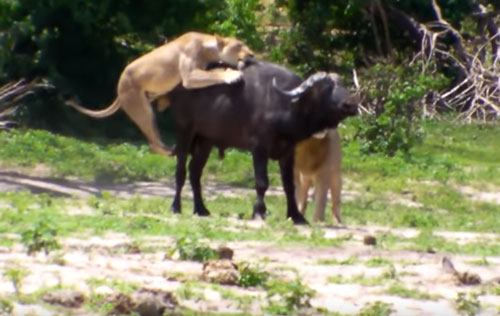 CLIP: Sử tử đực lười biếng, đứng nhìn "vợ" tử chiến với trâu rừng
