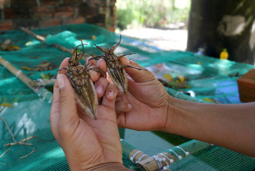 Lạ mà hay: Chăm 5.000 con côn trùng "thơm lừng", thu 12 triệu/tháng
