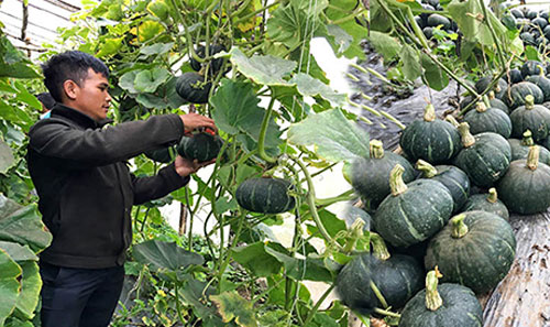 Kon Tum: Trồng bí Nhật trái đều tăm tắp, yên tâm đã có người mua
