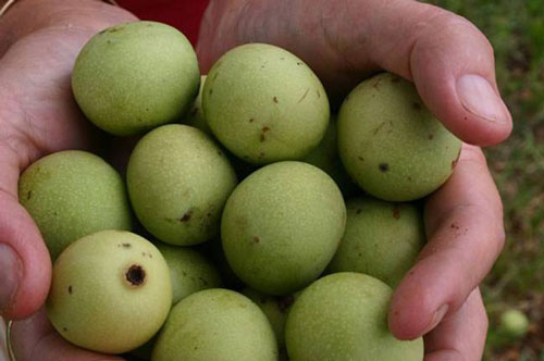 Loại quả mọc hoang cả nghìn năm nay, chín tự rụng, đi nhặt về bán "hốt bạc"