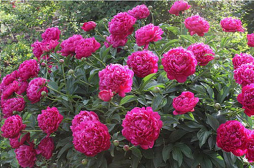 Bài thuốc hữu hiệu giúp làm đẹp da mùa hanh khô