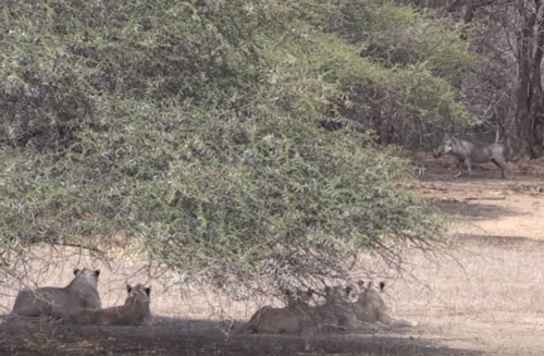 CLIP: Lợn bướu "khiêu khích" đàn sư tử và cái kết bất ngờ