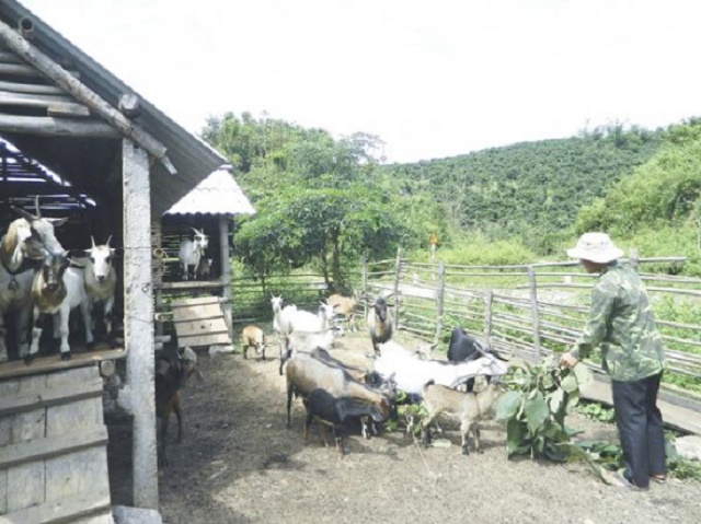 Mô hình chăn nuôi gia trại, theo hướng sản xuất hàng hóa ở huyện miền núi Đakrông