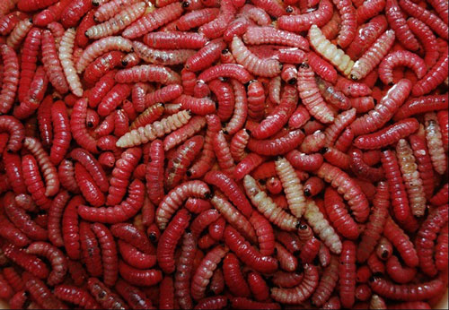 Con sống "tầm gửi" nhìn đã "sởn da gà", bắt về bán tiền triệu vẫn hết sạch vì ngon