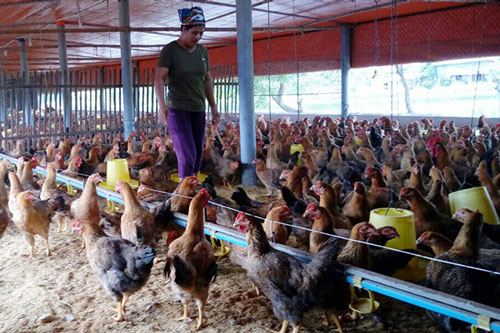 Bắc Ninh: Hiệu quả từ chăn nuôi sinh học