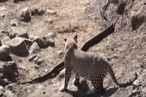 Báo đốm đại chiến trăn khổng lồ đầy hung hãn