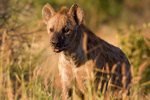 Đang ngủ ngon, bé trai bị linh cẩu cắn nát mặt