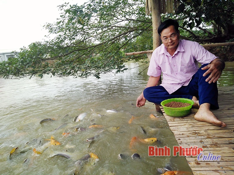 Gia đình anh Lê Văn Trung thu lời cao từ nuôi cá nhiều tầng nước trong ao. Đàn cá rất dạn người, thò tay xuống đàn cá không sợ mà vẫn tranh nhau đớp mồi khiến ai tới thăm quan đều rất thích thú.