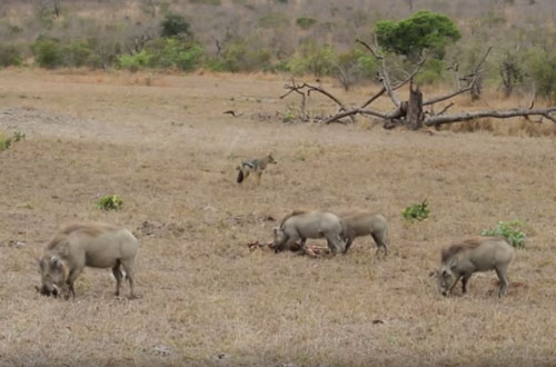 CLIP: Lợn bướu và chó rừng giành nhau xác linh dương