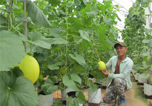 Thanh Hóa: Ngọc Lặc nhân rộng các mô hình sản xuất an toàn, hiệu quả