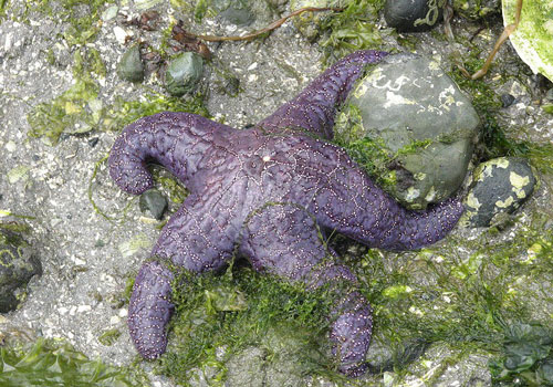 Khám phá ít ai ngờ về loài sao biển màu tím cực lạ
