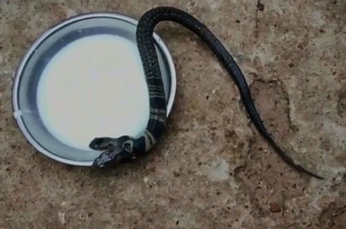 Phát hiện rắn hổ mang hai đầu ở Ấn Độ