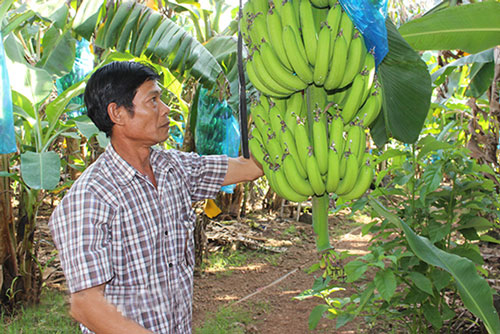 Đồng Nai: Chinh phục thị trường nhờ sản xuất an toàn