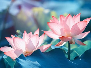 Tiền vào như nước khi đặt 4 loài hoa này trên bàn thờ Thần Tài