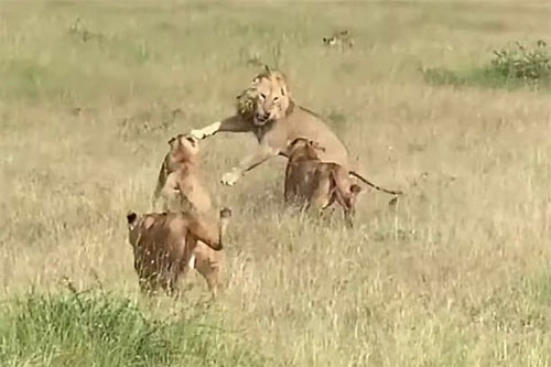 Sư tử đực giành mồi con cái và kết cục 'đắng lòng'