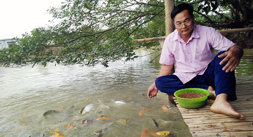 Nuôi cá nhiều tầng, lãi cao, thò tay xuống ao cá vẫn tranh đớp mồi