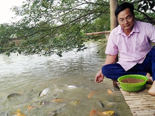 Nuôi cá nhiều tầng, lãi cao, thò tay xuống ao cá vẫn tranh đớp mồi