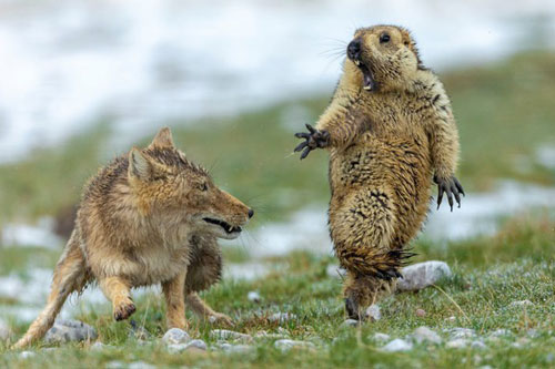 Thích thú loạt ảnh động vật hoang dã ấn tượng nhất 2019